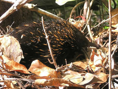 echidna